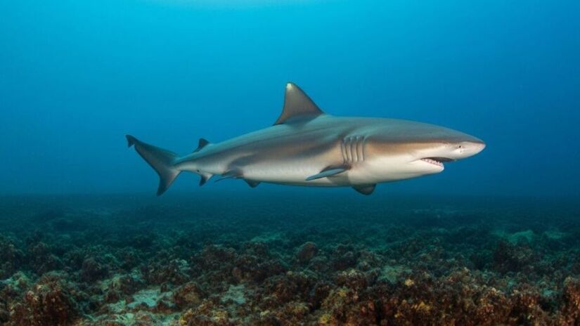 Quem tamb&eacute;m pode ocasionar problemas de sa&uacute;de se consumido em excesso &eacute; o ca&ccedil;&atilde;o, uma vez que ele conta com merc&uacute;rio em seu organismo (ImageFX/Imagem Gerada por IA e meramente ilustrativa)
