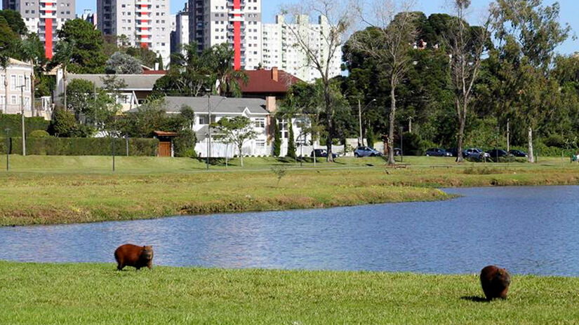 Cesar Brustolin/SMCS