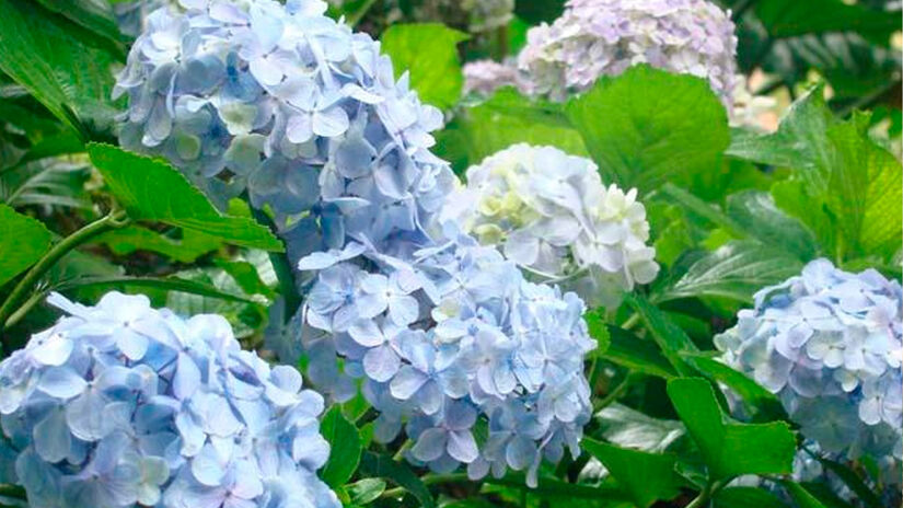 Reprodu&ccedil;&atilde;o/Prefeitura Santo Ant&ocirc;nio do Pinhal