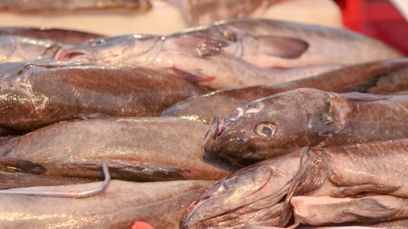 O valor do quilo do Dourado varia de acordo com a regi&atilde;o, podendo custar entre R$ 60 e R$ 80 (Imagem Meramente Ilustrativa/Kindel Media/Pexels)