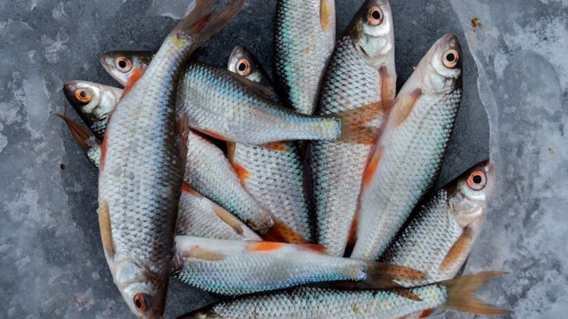 O robalo pode ser visto como um alimento com excelente perfil nutricional e ideal para quem busca uma dieta equilibrada (Alexander Zvir/Imagem Meramente Ilustrativa/Pexels)