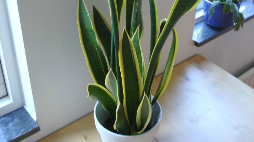 4- Espada de São Jorge: é vista como uma planta guardiã. Suas folhas eretas representam firmeza e defesa simbólica. Por isso, fica próxima a portas e janelas, locais de passagem de energia. Na chegada de 2026, simboliza proteção contínua / Martin Olsson/Wikimedia Commons

