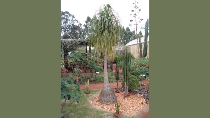 3- Pata de Elefante: simboliza reserva e estabilidade. A base larga reforça a ideia de segurança, enquanto o crescimento gradual sugere constância. Ela costuma aparecer em salas ou escritórios, transmitindo sensação de solidez. É associada ao desejo de equilíbrio financeiro ao longo do ano / El Denis Conrado/Wikimedia Commons

