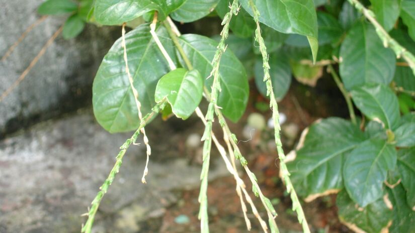 2- Guiné: é usada há gerações como planta de proteção. Seu significado está ligado à limpeza e ao afastamento de energias indesejadas. O posicionamento mais comum é fora da casa, próximo à porta principal, muitas vezes ao lado da Espada de São Jorge. Assim, marca a separação entre o passado e o novo ciclo / Toluaye/Wikimedia Commons

