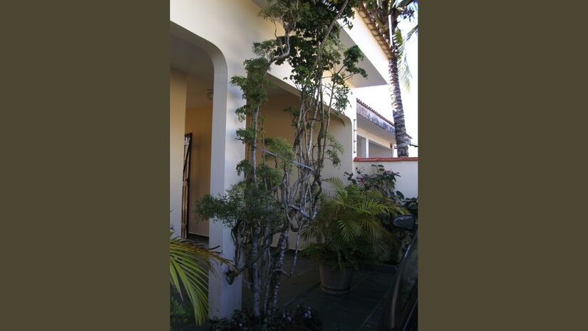 5- Árvore da felicidade: é ligada à harmonia doméstica. Em pares, simboliza parceria e crescimento conjunto. Ela costuma ocupar áreas de convivência, fortalecendo laços familiares. Representa o desejo de relações mais equilibradas / Onjacktallcuca/Wikimedia Commons
