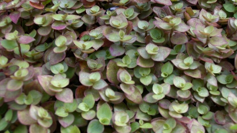 7- Dólar-em-penca: é associado à prosperidade por suas folhas semelhantes a moedas. O crescimento rápido simboliza multiplicação. Costuma ser colocado em locais visíveis, reforçando a ideia de circulação de energia. Mais do que dinheiro, representa cuidado com o que se constrói em 2026 / Coatilex/Wikimedia Commons