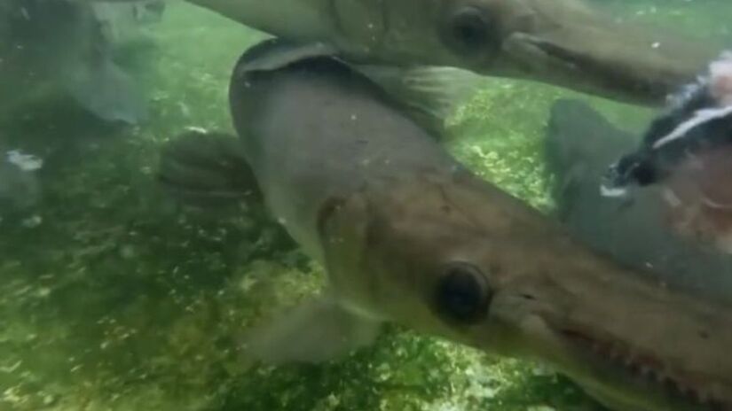 Equipes trabalham nos pântanos de Zapata para impedir a extinção do manjuari / Reprodução MSN/Reuters