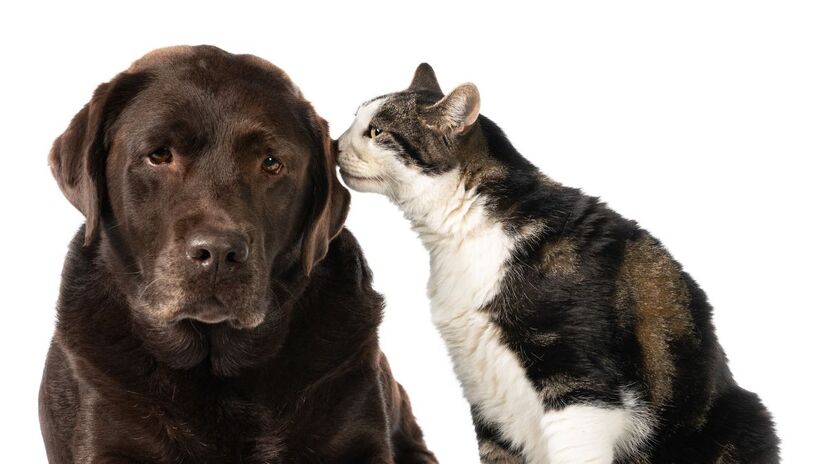 Chips de abobrinha e batata-doce com molho de iogurte
Ingredientes:

2 batatas-doces

2 abobrinhas

Sal rosa (pitada)

Orégano

Azeite extravirgem/ Freepik

