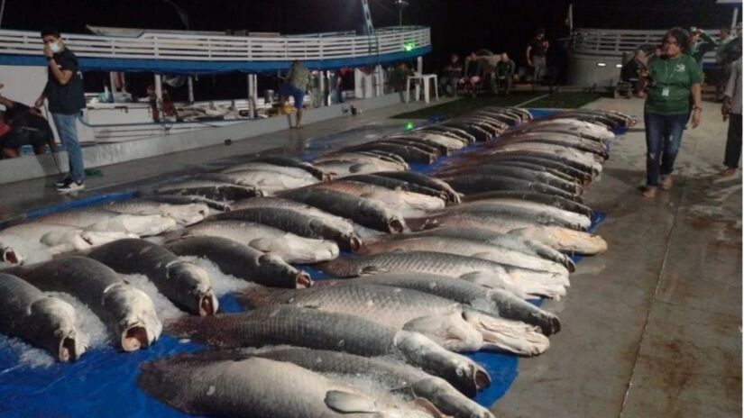 O pirarucu é um dos maiores peixes de água doce do mundo, podendo passar de 3 m e 200 kg / Instituto de Proteção Ambiental do Amazonas (Ipaam)
