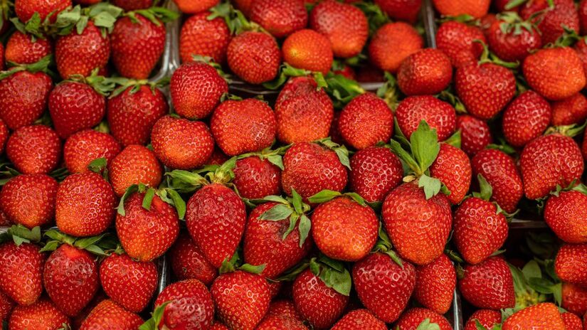 Escolher morangos firmes e sem manchas é o primeiro passo para garantir uma fruta mais saborosa e de melhor conservação/ user15285612/Freepik