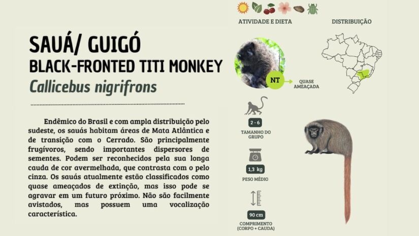 Ficha informativa do sauá (Callicebus nigrifrons), primata endêmico da Mata Atlântica e classificado como quase ameaçado de extinção/ Primatas PERDidos