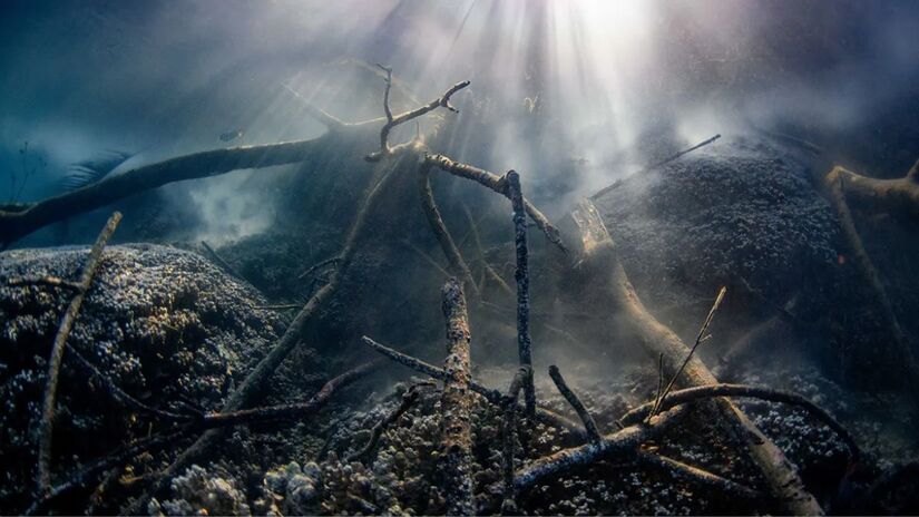Pesquisadores e voluntários acompanham a desova com precisão de minutos, revelando um possível relógio biológico global dos recifes/ Vetea Liao