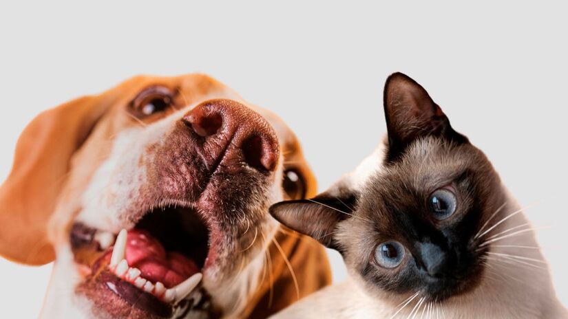 Sorvete de banana e iogurte
Bata bananas maduras com iogurte natural e um fio de mel. Leve ao freezer por pelo menos duas horas. Retire alguns minutos antes de servir/Freepik