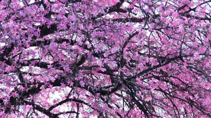 Parques e áreas de cerrado preservado reforçam o perfil verde e sustentável de Bauru /Divulgação