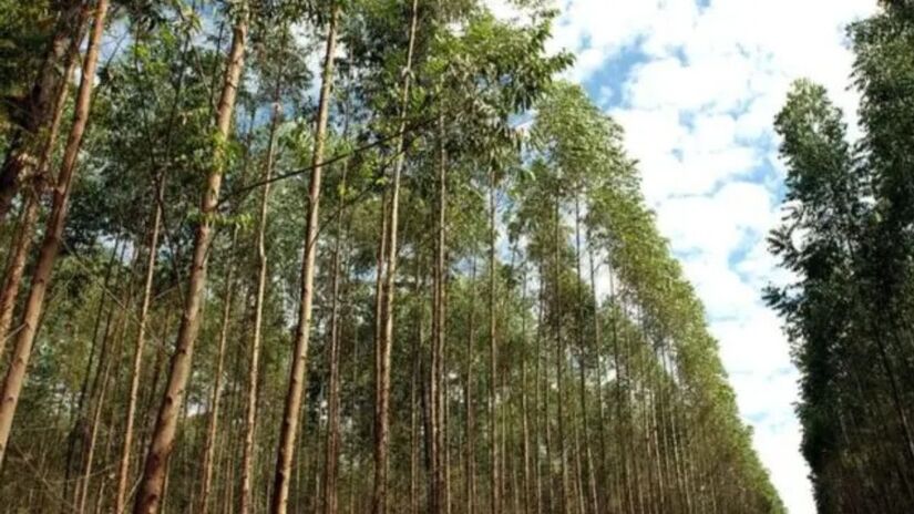 Investimento estimado em R$ 25 bilhões pela empresa Arauco / Wenderson Araujo/CNA