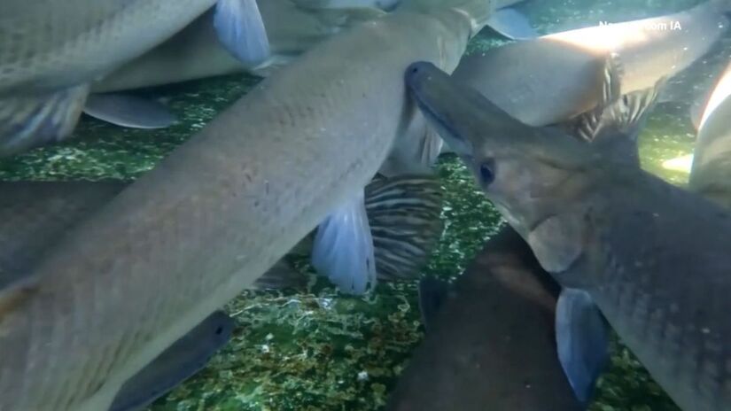 O peixe está classificado pela IUCN como "criticamente ameaçada" desde 2020