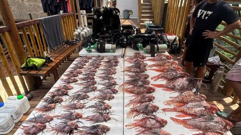 Estudo publicado na Marine Environmental Research mostra sua presença entre o Amapá e a Bahia / Sea Paradise/Divulgação