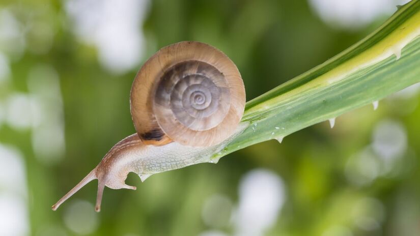 Gastrópodes discretos, mas fascinantes, os caracóis combinam biologia complexa, resistência notável e adaptações evolutivas surpreendentes/ onlyyouqj/Freepik