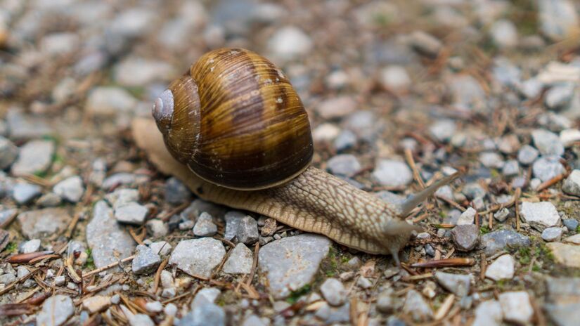 Algumas espécies conseguem reduzir o metabolismo a níveis mínimos e até suportar temperaturas abaixo de zero por longos períodos/ wirestock/Freepik