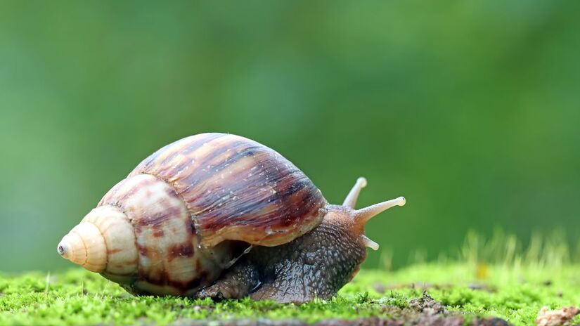 Estratégias como estivação e hibernação revelam a impressionante capacidade dos caracóis de sobreviver a condições extremas/ kuritafsheen77/Freepik