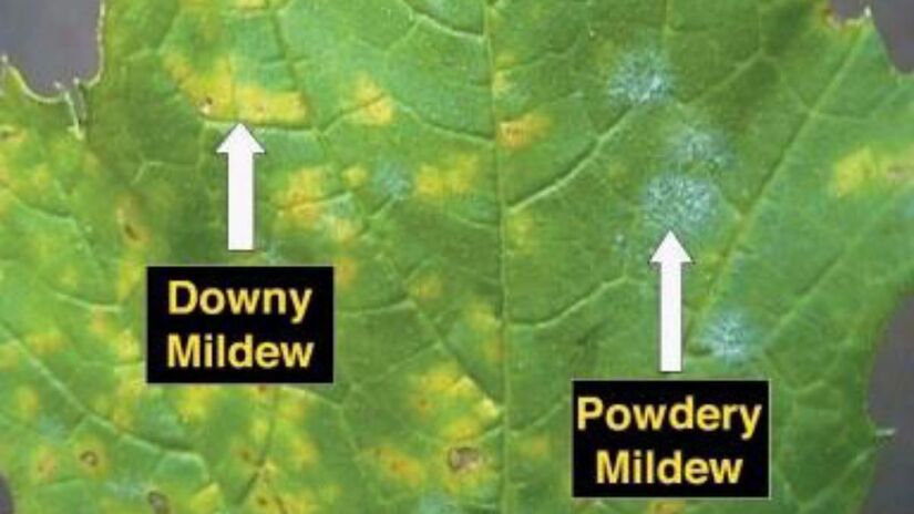 Combate ao míldio e ao oídio - Essas doenças fúngicas aparecem como manchas esbranquiçadas nas folhas e nos caules, prejudicando a fotossíntese e enfraquecendo a planta ao longo do tempo. Na imagem a folha doente mostra a diferença entre o míldio (downy mildew) e o oídio (powdery mildew)/ Agne27/Domínio Público