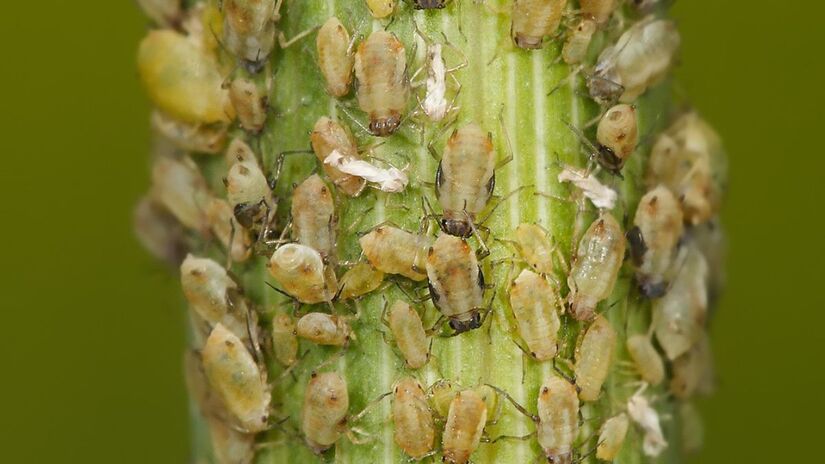 Redução da presença de pulgões - Insetos sugadores que retiram a seiva das plantas, provocando folhas amareladas, deformações em brotos novos e possível transmissão de vírus entre plantas próximas/ Fir0002/Wikimedia Commons