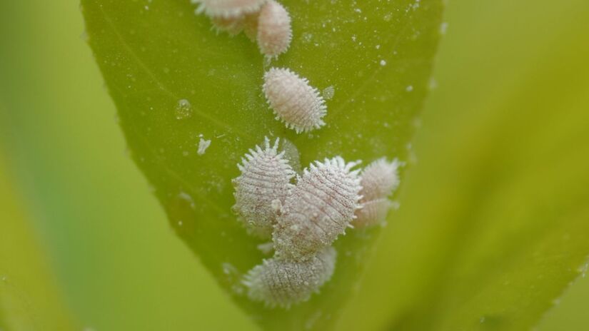 Controle de cochonilhas - Essas pragas se fixam nas folhas e caules, liberam uma substância açucarada que atraem formigas e favorecem o surgimento de fumagina negras, além de enfraquecerem das plantas devido à retirada constante de nutrientes essenciais/ CSIRO/Wikimedia Commons