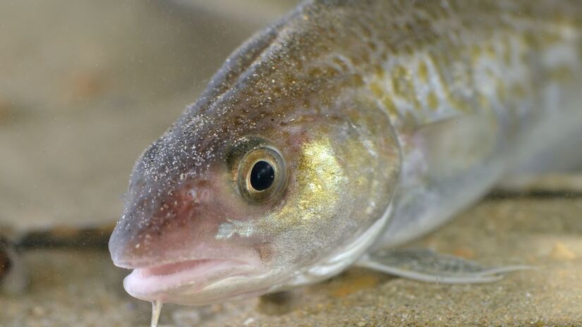 O bacalhau mais valorizado vem de espécies específicas, conhecidas pela textura firme e sabor delicado após o preparo correto/ Hans Hillewaert/Wikimedia Commons