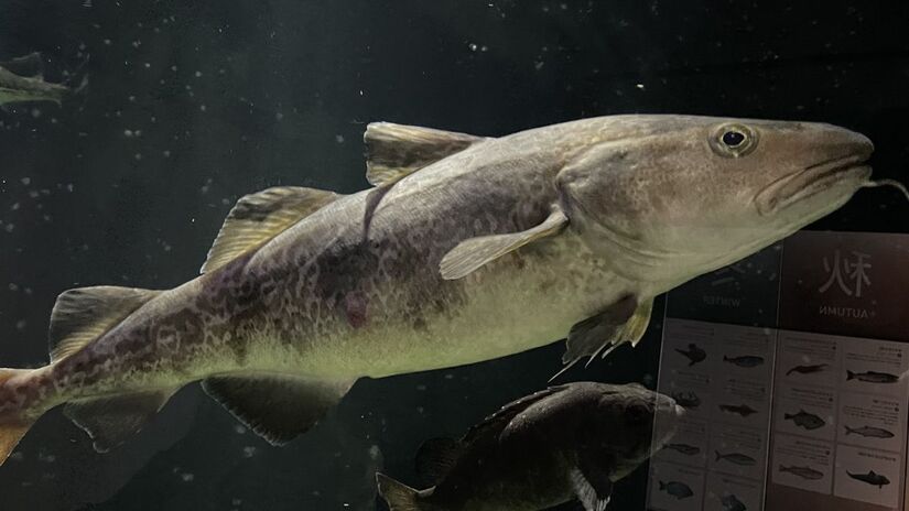 Antes de chegar às mesas brasileiras, o bacalhau passa por um intenso processo de salga para conservação durante o transporte/ Totti/Wikimedia Commons