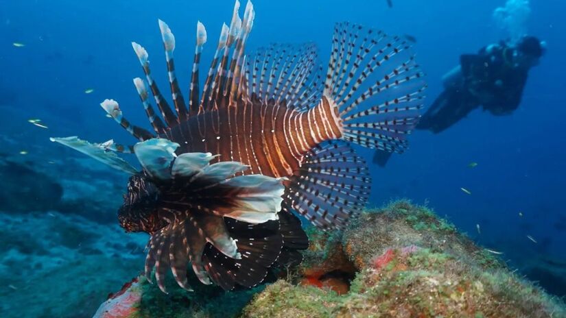 Já entrou em ao menos 18 unidades de conservação; projeções indicam chegada a 56 em dez anos / PCR / Labomar-UFC / ICMBio