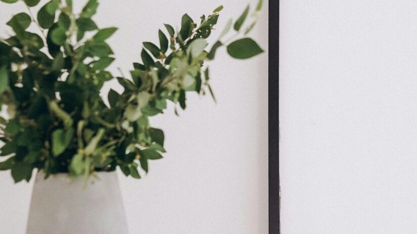 Estudos apontam que algumas plantas podem reduzir poluentes e elevar a qualidade do ar/Pexels