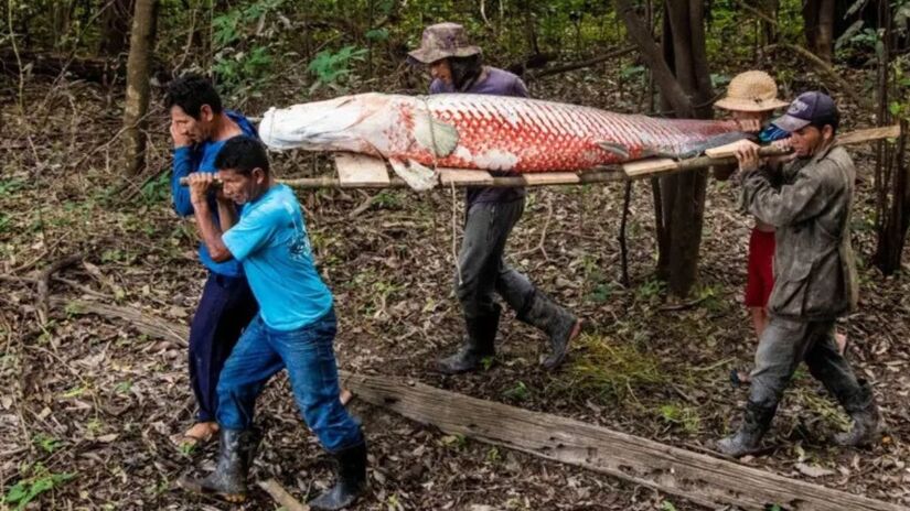 Sua pele também é aproveitada na indústria da moda / Bernardo Oliveira/Asproc/Divulgação
