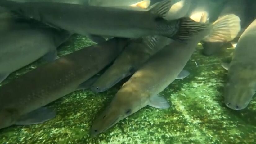 A espécie é considerada um fóssil vivo, com origem de mais de 140 milhões de anos