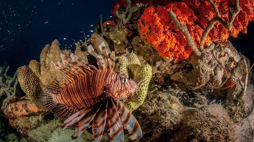 Modelos apontam que deve alcançar o Sudeste e 60% das áreas marinhas protegidas até 2034 / Pamella Rech