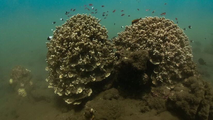 Milhões de gametas são liberados simultaneamente por colônias de corais, transformando o mar em uma névoa leitosa por poucos minutos/Divulgação