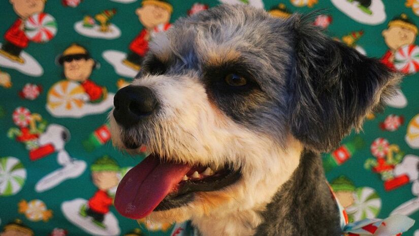 Arroz com peru
Ingredientes:

1 xícara de arroz integral

3 xícaras de água

1 cenoura ralada

1 xícara de peito ou coxa de peru cozido e desfiado

Azeite extravirgem/Pexels