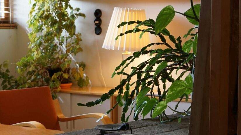 Ambientes com mais verde tendem a ser menos secos, especialmente no inverno/Pexels