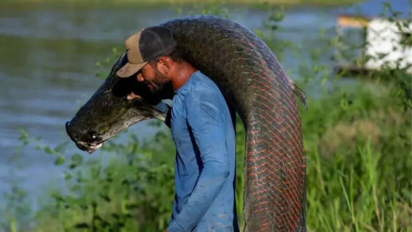 A espécie já foi registrada em vários estados fora da Amazônia, incluindo São Paulo / AFP via Getty Images
