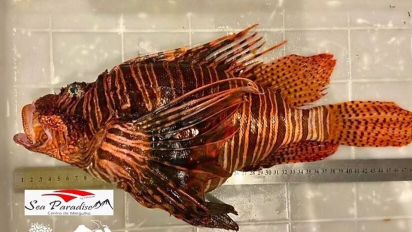 Ele ameaça a biodiversidade e a pesca artesanal, podendo consumir até 29 espécies nativas / Sea Paradise/Divulgação