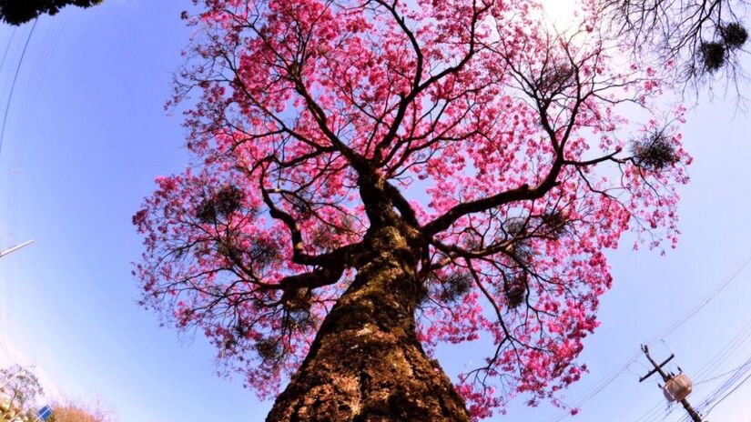 Maringá mantém sistema eficiente de coleta e tratamento de resíduos, com varrição frequente e coleta seletiva/ Thiago Louzada 