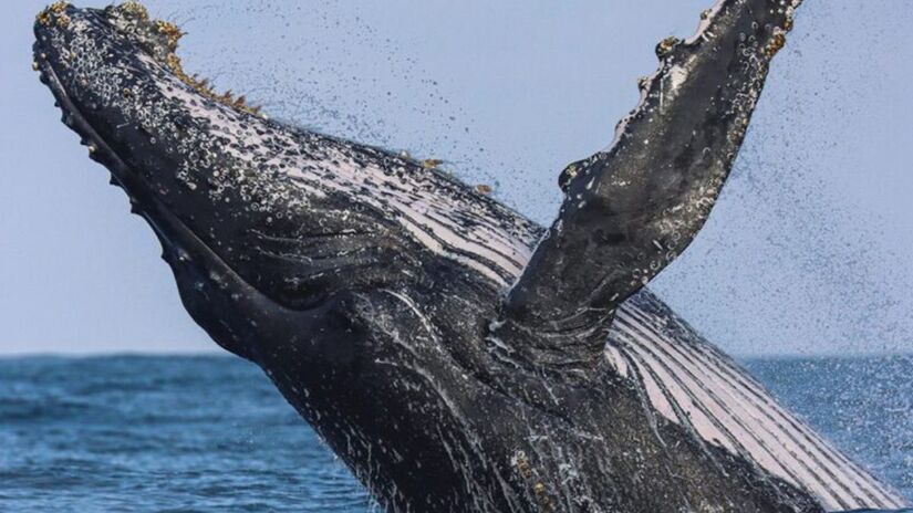 São Sebastião recebe o Prêmio Nacional do Turismo 2025 pelo programa de avistamento de baleias/Divulgação