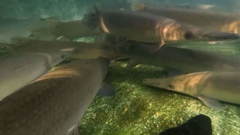 Competição com o peixe-gato africano, mudanças ambientais e ações humanas reduziram drasticamente sua população