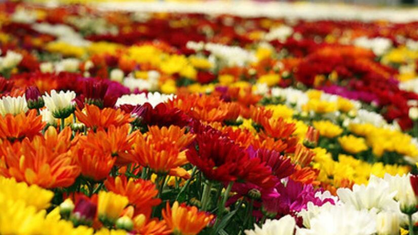 Holambra: onde as flores contam histórias em cada esquina/Divulgação