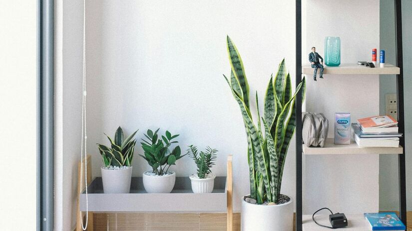 O contato com plantas dentro de casa favorece o bem-estar emocional e reduz o estresse/Pexels