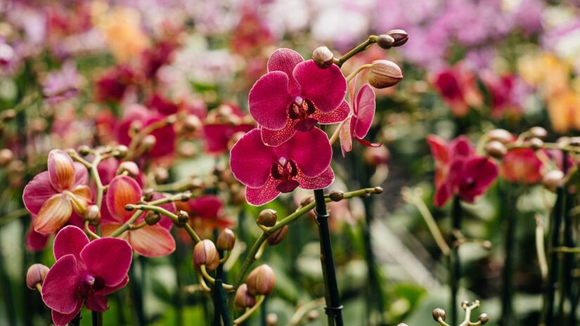 Holambra: pequena no tamanho, gigante em beleza e acolhimento/ Divulgação