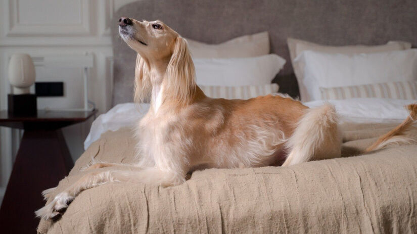 Raça Afegão / Ron Lach/Pexels