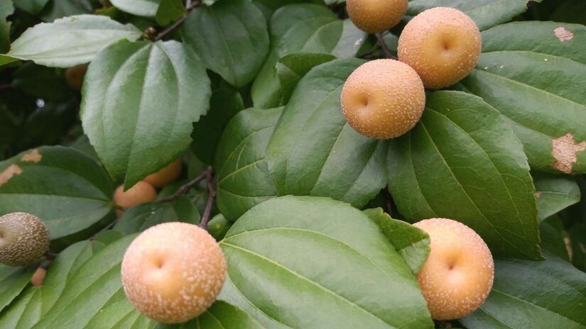 Juá / Divulgação/Governo do Ceará