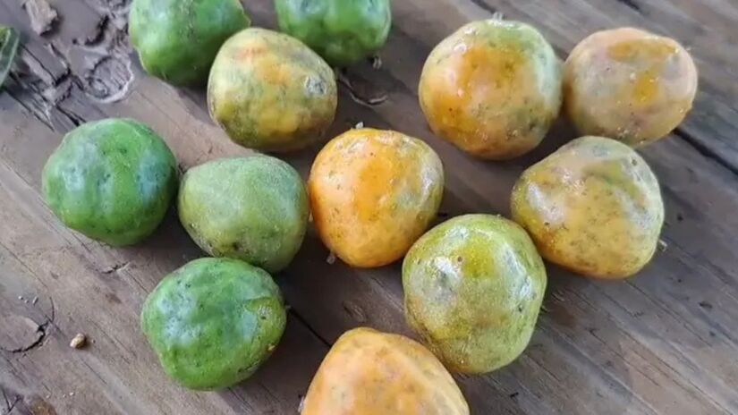 O "beijo travoso" do umbu-cajá / Reprodução/YouTube