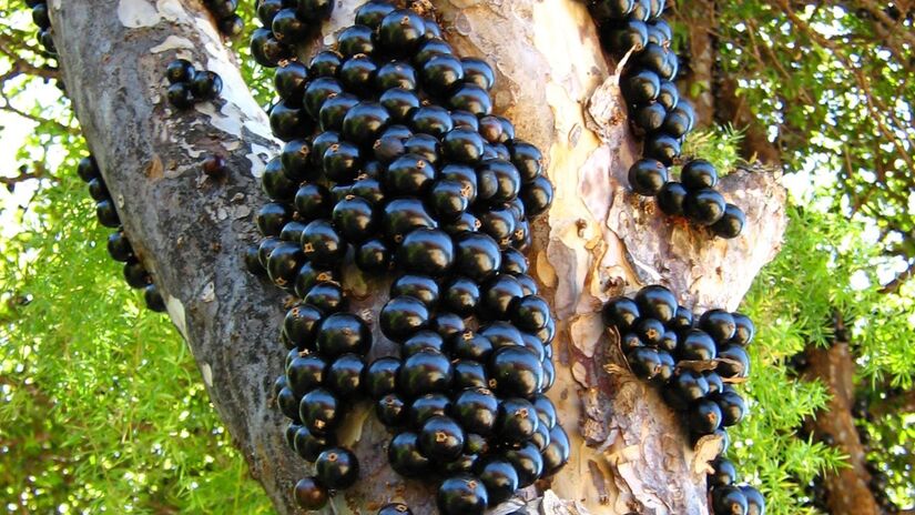 Jaboticaba e seu olhar noturno / Pixabay
