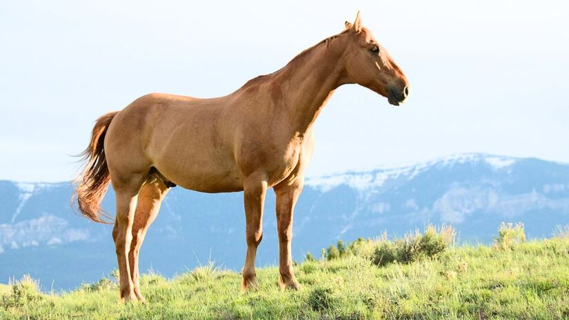 O Cavalo favorece a liberdade e a vida social. Em 2026, espere um aumento nas interações e novos encontros. A polaridade Yang facilita a extroversão e a tomada de decisão para iniciar novas amizades e relacionamentos/Pexels